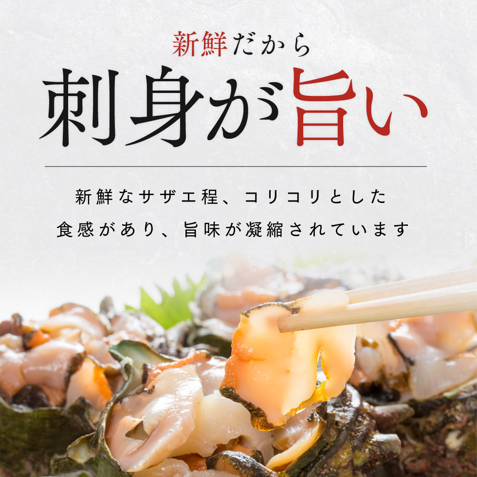 活さざえ 約2kg セット 詰め合わせ 若狭湾産 活 さざえ サザエ 貝 貝類 魚介 魚介類 海鮮 海鮮セット 新鮮 福井 福井県 若狭町