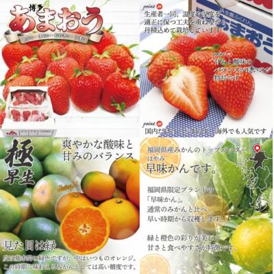 ふるさと納税 春日市 【発送月固定定期便】福岡ブランド果実を楽しむ。季節のご褒美フルーツ!(春日市)全4回 |  | 01