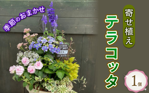 寄せ植え ギフト テラコッタ 鉢花 花苗 お花 贈り物 お祝い ガーデニング フラワー ギフト  2024年5月21日より順次発送[4565484]