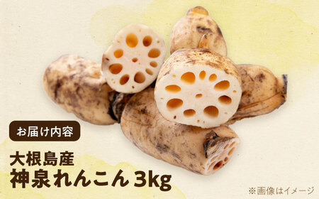 島採れ堀りたて 大根島産神泉れんこん 3kg 島根県松江市/株式会社ふぁーむ大根島 [ALCB005]