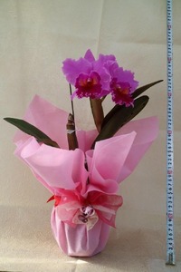 先行受付 カトレア鉢花大輪 父の日ギフト 父の日花 父の日洋蘭