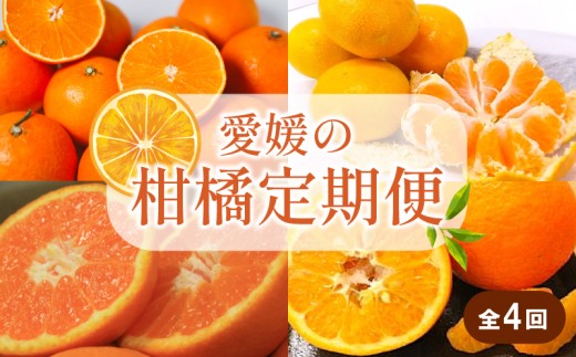 【先行予約】【全4回】 柑橘定期便｜  興居島みかん あいか はれひめ いよかん 温州 温州みかん 愛果 愛果28号 紅まどんな と同品種 伊予柑 柑橘 定期便 取り寄せ 甘いみかん ギフト 愛媛県産 ミカン みかん mikan 蜜柑 フルーツ 果物 くだもの お取り寄せ 産地直送 数量限定 人気 おすすめ 送料無料 贈答 ギフト 愛媛県 松山市