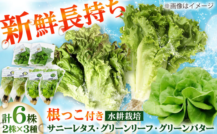 水耕栽培野菜 2株×3種（サニーレタス/グリーンリーフ/グリーンバター）吉富町/株式会社ハイダイ工業 [BGBT004]