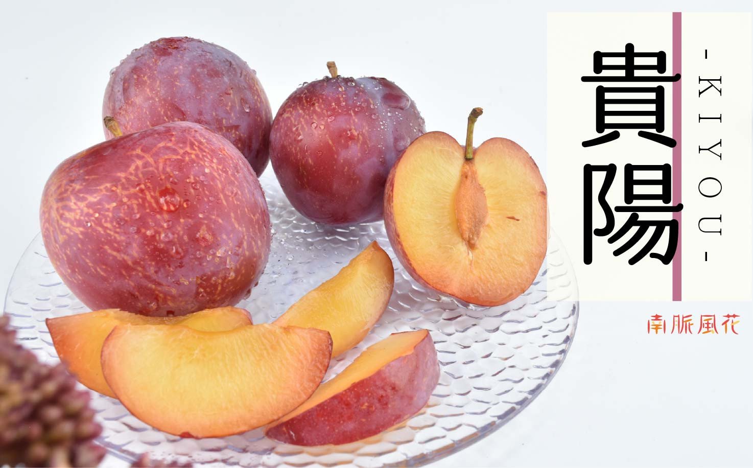 
                  ＜2026年発送分先行予約＞高級スモモ【貴陽】1.8kg 相当　 ALPAJ016
                