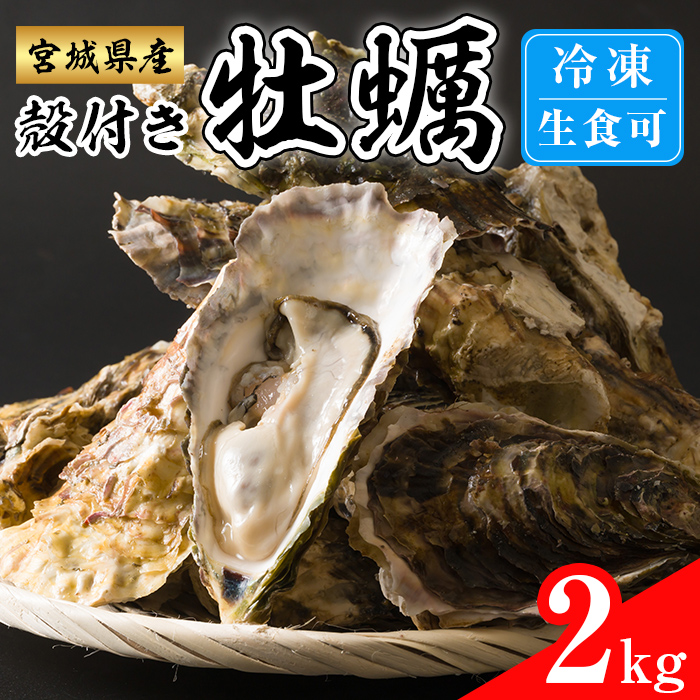 殻付き牡蠣（生食用）冷凍 2kg 生牡蠣 宮城県産 牡蛎 牡蠣 カキ かき 生食 オイスター カキフライ 牡蠣鍋 海鮮 国産 魚貝類 バーベキュー BBQ 【カタクチ商店株式会社】tm738