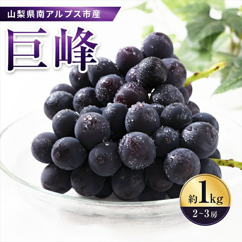 【ふるさと納税】 5-91 南アルプス市産　旬の採れたて巨峰　2〜3房入り　約1kg ふるさと納税 おすすめ 山梨県 南アルプス市 送料無料 ALPAH011