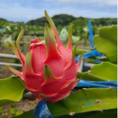 ふるさと納税 伊仙町 ドラゴンフルーツ(徳之島宝赤) |  | 01