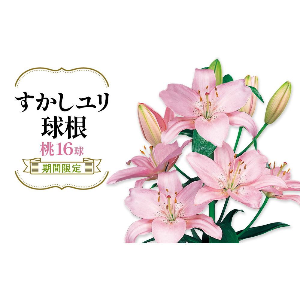 【期間限定】ユリ球根 すかしユリ 桃花16球 送料無料 桃