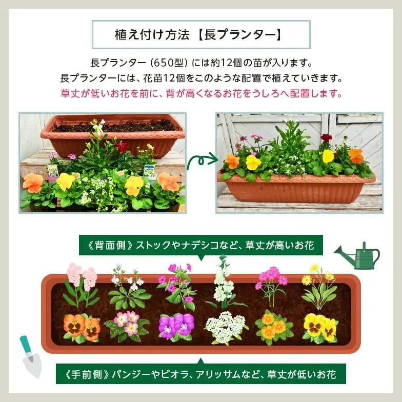 季節の花苗24セット【花苗 花苗セット 花 季節の花 花セット ガーデニング 家庭菜園 園芸 初夏 夏 花壇 庭 鉢 玄関 プランター 寄せ植え おうち時間 趣味 ベランダ 土っ子倶楽部 プレゼント 