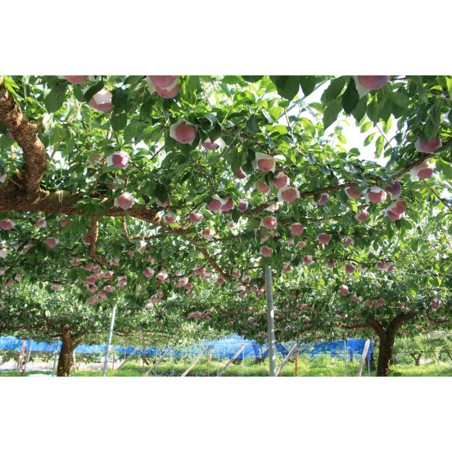 ＜Bonchi＞甲州市産 大玉貴陽 8個入り　1.6kg 自然農法