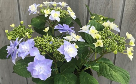 【先行予約】アジサイ ブレスレット (ブルー系) 5号鉢 根本園芸 | アジサイ 農林水産大臣賞