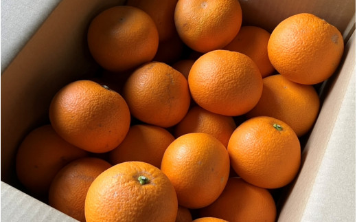 【来シーズン先行予約】和歌山県産 紅 はっさく 不揃い 約10kg  サイズおまかせ【2026年2月中旬～順次発送予定】※北海道・沖縄・離島配送不可 / 八朔 ハッサク 柑橘 由良町 柑橘 果物 フルーツ くだもの 産地直送 和歌山【eiw009】