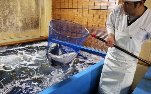 臼杵トラフグ刺しふぐ鍋セット（3人前）［冷蔵］ふく亭別館・高島水産 年末年始配送可
