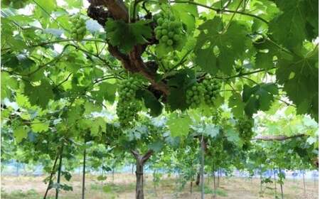 しげちゃん農園の シャインマスカット「晴王」 1.4kg前後（2～3房入） 【shifarm001-02】