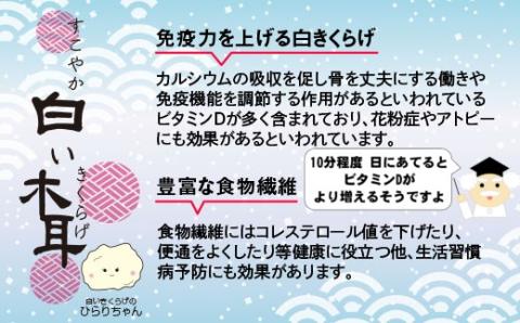 国産粉末『白きくらげ』500ｇ　宮崎県西都市産〈8.5-2〉