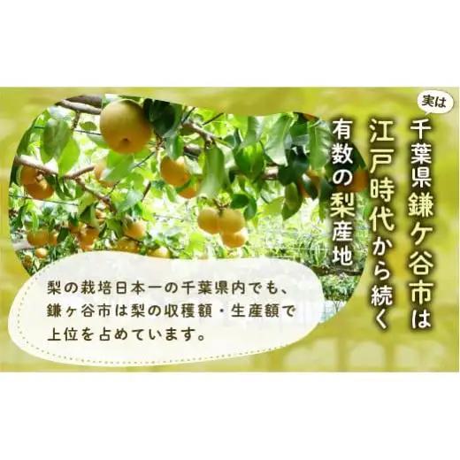 【2026年 先行予約】 かまがや梨 豊水 あきづきなど旬の梨をお届け 約3kg
