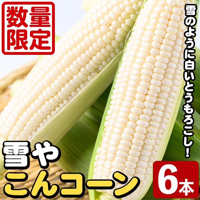 ＜先行予約受付中！2026年9月下旬以降順次発送予定＞白いとうもろこし「雪やこんコーン」(6本) 国産 トウモロコシ 玉蜀黍 ホワイト コーン 野菜 糖度 夏 イネ科 数量限定 期間限定 【うとさんち】akn067-13