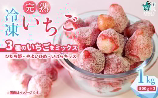 【冷凍いちご １kg（500g×２袋）】土耕栽培にこだわる農薬減量栽培 | いちご いばらキッス ひたち姫 やよいひめ フルーツ 苺 イチゴ  果肉  まろやかな  品質 健康 果物 デザート 美容 おやつ 料理 ソース 人気 苺  果実 果汁 冷凍 冷凍食品 冷凍いちご 朝採り 完熟 新鮮 大容量 オススメ  スムージ ジュース 冷凍スイーツ  冷凍苺 フローズン 茨城県 常陸太田 母の日