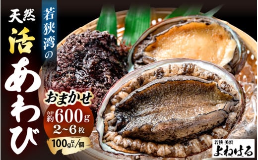 【先行予約】≪おまかせ≫ 日本海若狭湾の 天然 活アワビ 計600g 【2026年3月より順次発送予定】 鮮度抜群  刺身 お造り バター焼き BBQ あわび 鮑[m17-d006_03]