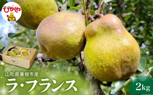 【2026年産】 西洋梨 ラ・フランス 2kg 山形県 東根市 HIGUMAファーム提供 hi088-015-r8 果物 フルーツ くだもの クダモノ ラフランス 西洋梨 期間限定