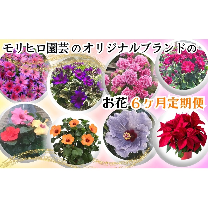 モリヒロ園芸のオリジナルブランドのお花6ヶ月定期便 植物 