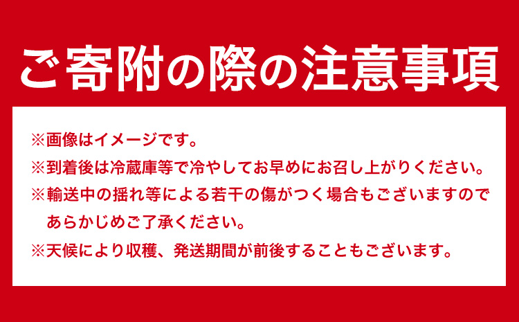 【先行予約】いちご 和歌山県産 紀州和歌山 ブランド いちご まりひめ 計1kg 250g×4パック 株式会社魚鶴商店 《1月上旬-2月下旬頃出荷》 和歌山県 日高町 フルーツ 果物 スイーツ 甘い