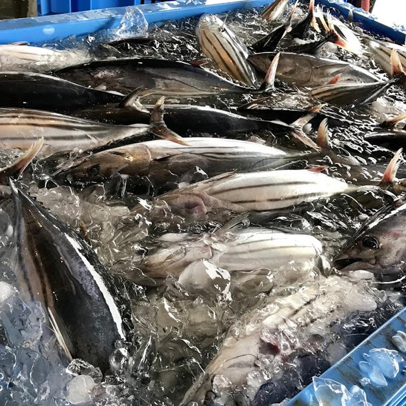 常磐もの かつおメンチ 16個 ｜ さかな メンチ お弁当 レンチン ｜ 福島県 いわき市 大川魚店 CK005