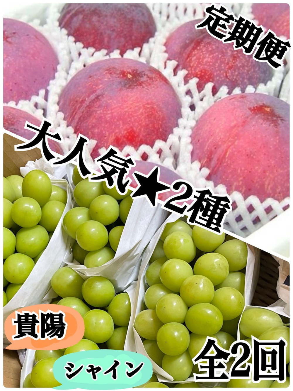 
            【定期便】必見 人気の2種！！1回目 貴陽 2回目 シャインマスカット【2025年発送】（ISI）D-156【すもも 桃 シャインマスカット ぶどう 令和7年発送 期間限定 山梨県産 甲州市 フルーツ 果物】
          