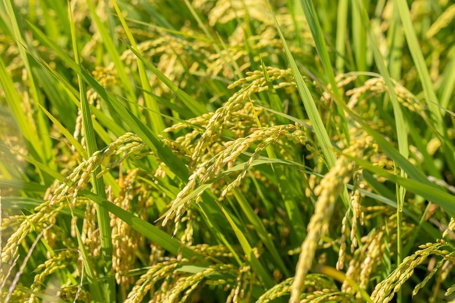 【令和7年産】【新米】 馬町さくらファームのはえぬき 精米 15kg（5kg×3袋）　K-7147