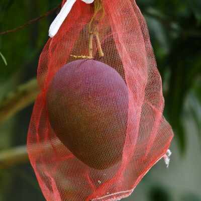 【2025年7月頃発送】離島の恵み　完熟マンゴー1.5kg【配送不可地域：離島】【1497087】