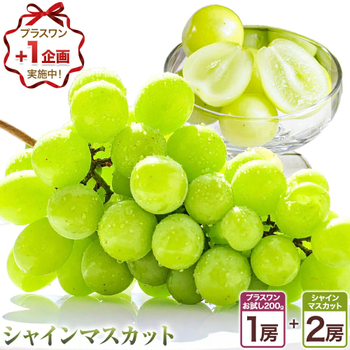 〈プラスワン企画実施中〉 シャインマスカット 2房 ＋お試しぶどう 1房 計 約1.4kg Orchard M《8月中旬-10月上旬頃出荷》熊本県 長洲町 シャインマスカット ぶどう マスカット 果物 フルーツ スイーツ デザート