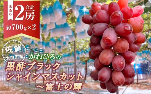 【訳あり】かねひろの黒酢ブラックシャインマスカット 富士の輝き 約700g × 2房 （合計：約1.4kg） 【2026年9月上旬～9月下旬発送予定】 シャインマスカット ぶどう ブドウ ブラック 葡萄 シャインマスカット フルーツ 果物 くだもの 訳あり わけあり 佐賀県 太良町 003-0008