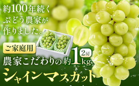 【2026年発送】シャインマスカット ご家庭用 農家こだわりの シャインマスカット  約1kg  Nini farm 