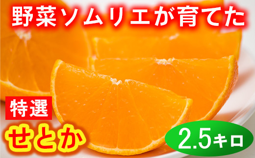 野菜ソムリエ石児さんの「特選 せとか 2.5kg」 ミカン みかん 柑橘 2.5kg 柑橘類 せとか フルーツ 2月 3月 先行予約 ＜103-015_5＞