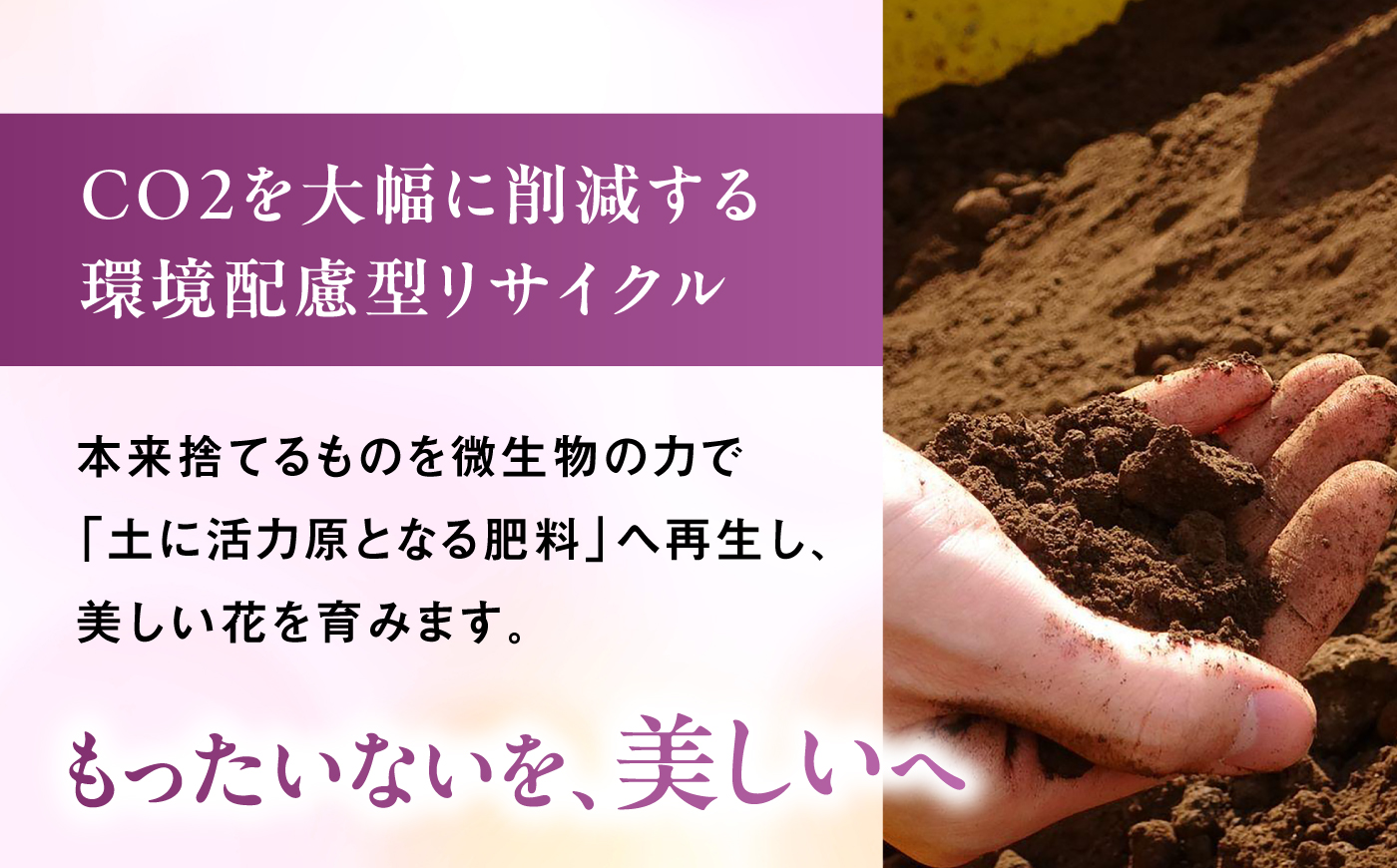 【10セット限定】デンファレ（洋蘭）10本立ち糸島市 / 和饗エコファーム [AVI001]