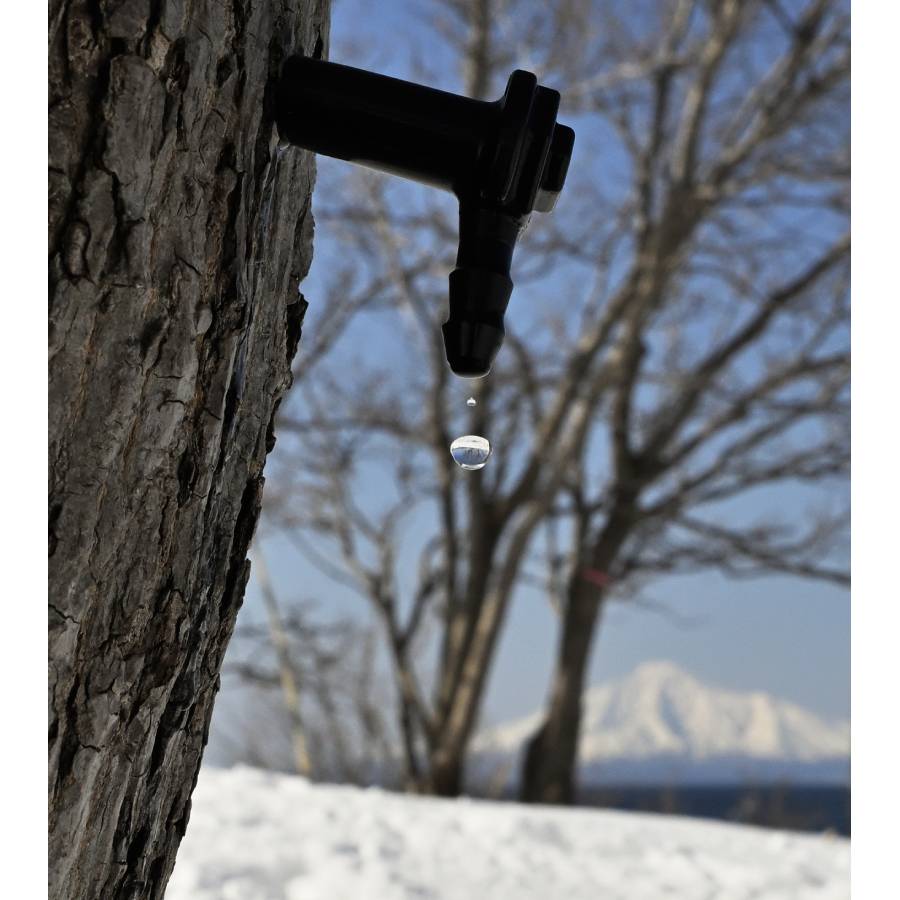 ＜MAPLE & GARLIC＞SAKANOSHITA MAPLE SYRUP 50ml×2