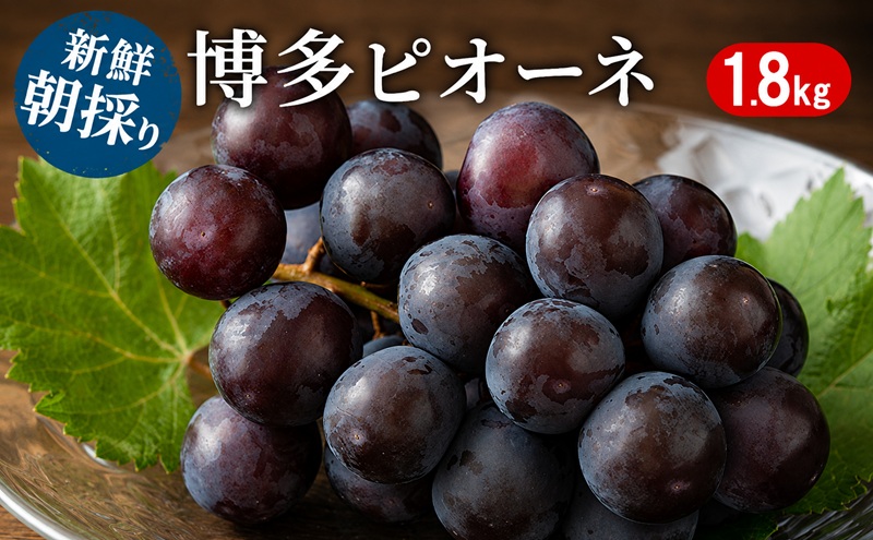 ぶどう 種無しぶどう 博多 ピオーネ 1.8kg 2027年 発送 ブドウ 葡萄 フルーツ 果物 くだもの デザート 筑前あさくら農協 配送不可 離島