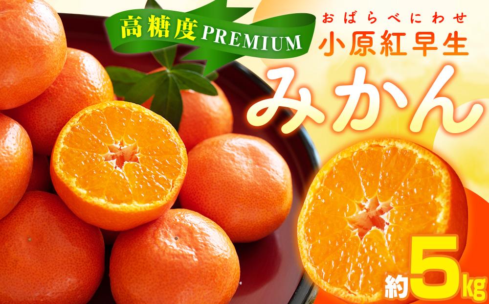 高糖度　プレミアム小原紅早生みかん　約5kg【2026年11月中旬～2027年1月中旬配送】 372013_T006-259J
