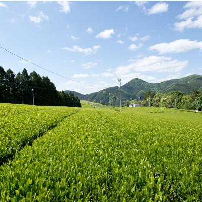 ふるさと納税 静岡市 【訳あり】本山茶200g×2本 |  | 02