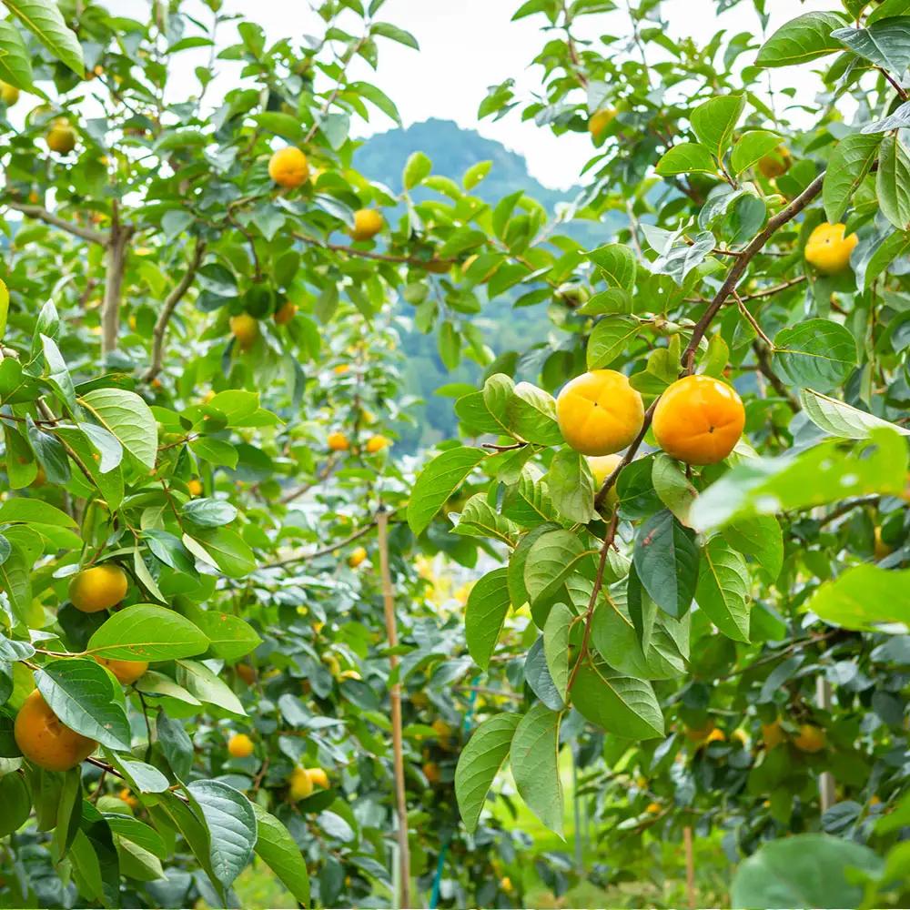 【先行予約】 原茂之巨峰園 プレミアム 太秋柿 大玉 8玉から9玉 （約3kg） 【2026年10月中旬から11月上旬 出荷予定】 柿 かき カキ 太秋 たいしゅう 完全甘柿 果物 くだもの フルーツ