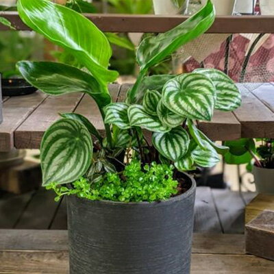 【ふるさと納税】 観葉植物 寄せ植え DX 4月から9月出荷予定 花苗 ガーデニング 園芸 お花 花 庭 インテリア 装飾品 工芸品 贈答 ギフト プレゼント 祝い 記念日 母の日 グリーン 植物 観葉 室内 屋外 癒し 緑 藤枝市 静岡県