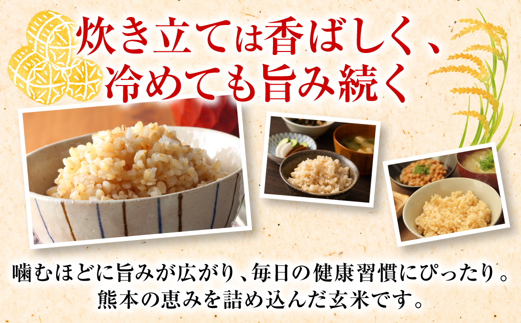 【先行予約】《令和7年産》 くまさんの輝き 玄米 10kg 熊本県 八代市産 米 お米 国産 【2025年11月下旬より順次発送】