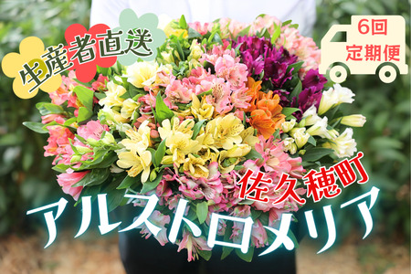 定期便６回便　切り花 アルストロメリア【上級品・生花　花丈80cm・32本前後】9～3月（KS-T504）