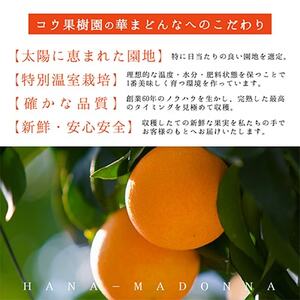 (熨斗付き)コウ果樹園の「厳選　華まどんな」3kg(4L～L　8～15玉)【E33-47】【1526083】