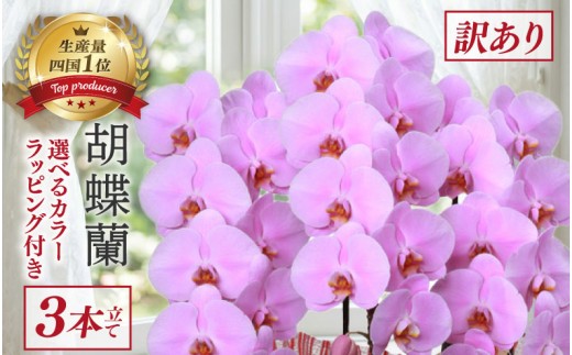 【訳あり】 指定日配達 胡蝶蘭 3本立て ピンク スタンダード 花 はな お花 日付指定 記念日 お祝い プレゼント ギフト 贈答 贈り物 ラッピング 鉢花 鉢植え 洋蘭 洋ラン 冠婚葬祭 蘭 らん 新築祝い 豪華 華 華やか 敬老 誕生日 人気 ランキング おいわい 開店祝い 開業祝い こちょうらん きねんび 四国 生産数 1位 いちい ふるさと納税 大輪 産地直送 高知