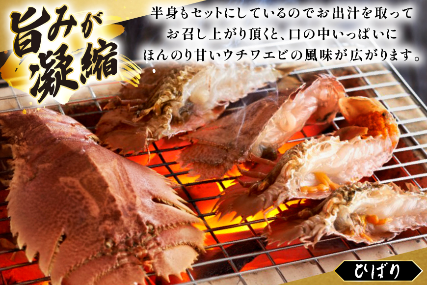 うちわえび エビ 海老 刺身 しゃぶしゃぶ 海鮮 ウチワエビ刺身 約200g・ウチワエビ半身 約400g セット 総計600g [ひばり 長崎県 平戸市 hr42bgy420035] 鍋 魚介 海産物