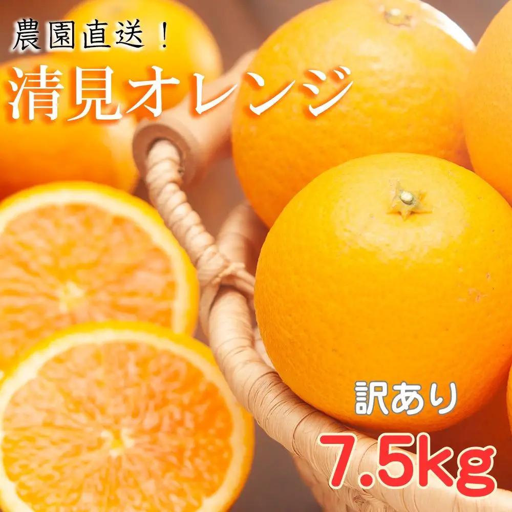 訳あり 清見オレンジ 混合 7.5Kg【令和9年3月から発送】清見オレンジ