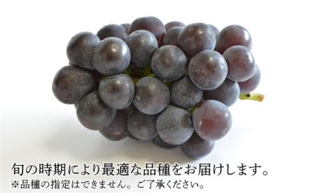 【2024年7月〜発送】【南島原産】旬の ぶどう / ブラックビート 巨峰 ピオーネ 合計２kg 南島原市 / ながいけ[SCH037]