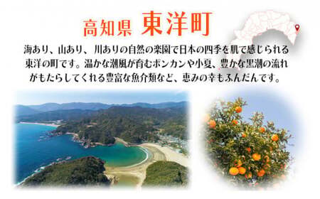 活〆ウチワエビ特大6匹 1000gセット＜数量限定＞ 国産 東洋町産 セット うちわえび 新鮮 海鮮 高知県 東洋町 四国 お取り寄せ 送料無料 S210 【】