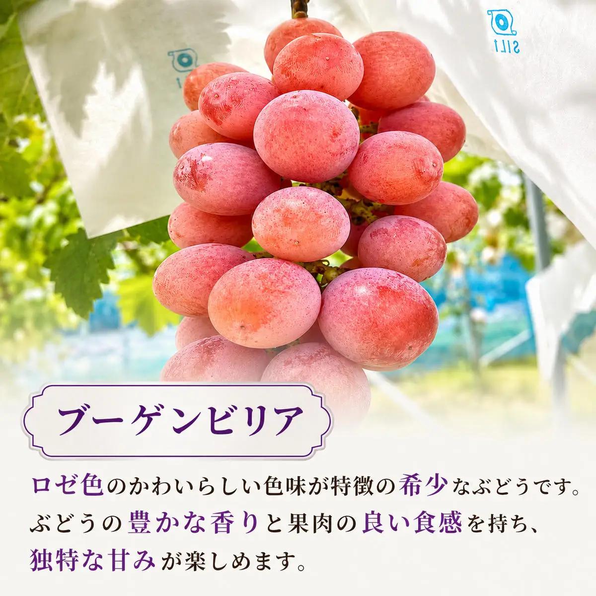 シャインマスカット 食べ比べ 7房 3kg ぶどうセット 詰め合わせ 先行予約 数量限定 令和8年産 葡萄 ぶどう 4品種 フルーツ 果物 マスカット 高糖度 大阪府 岸和田市 あさつゆ愛のぶどう園